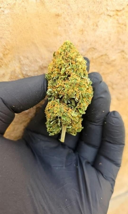 Flor CBD Gorilla Glue — Itália